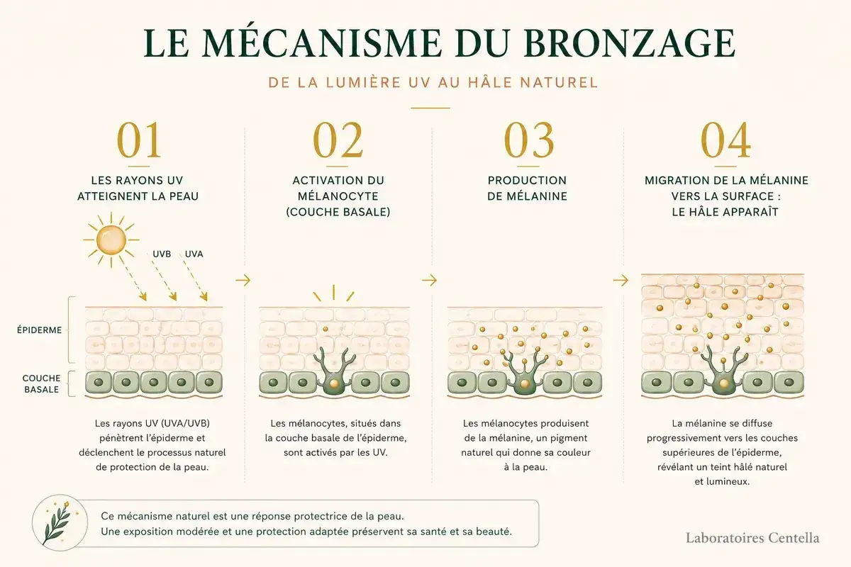 Le bronzage naturel : les UV activent les m&eacute;lanocytes qui produisent de la m&eacute;lanine. Ce pigment migre vers la surface, donnant un h&acirc;le. Combien de temps dure un bronzage d&eacute;pend de ce m&eacute;canisme.